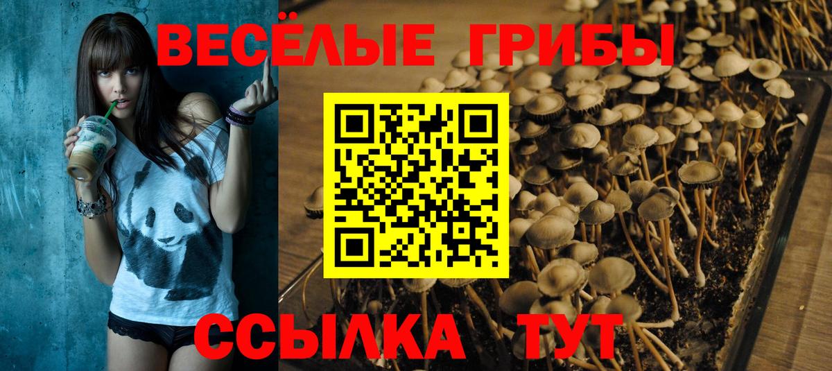 Псилоцибиновые грибы MAGIC MUSHROOMS  Вход с VPN  как найти закладки  Новокубанск 